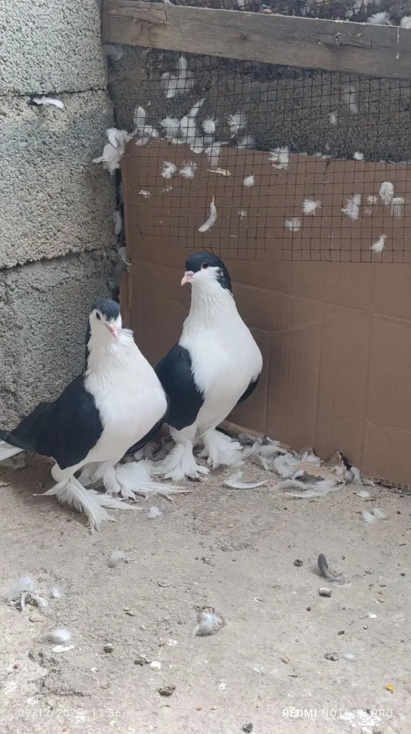 کبوتر لاهور|پرنده|ریز, |دیوار