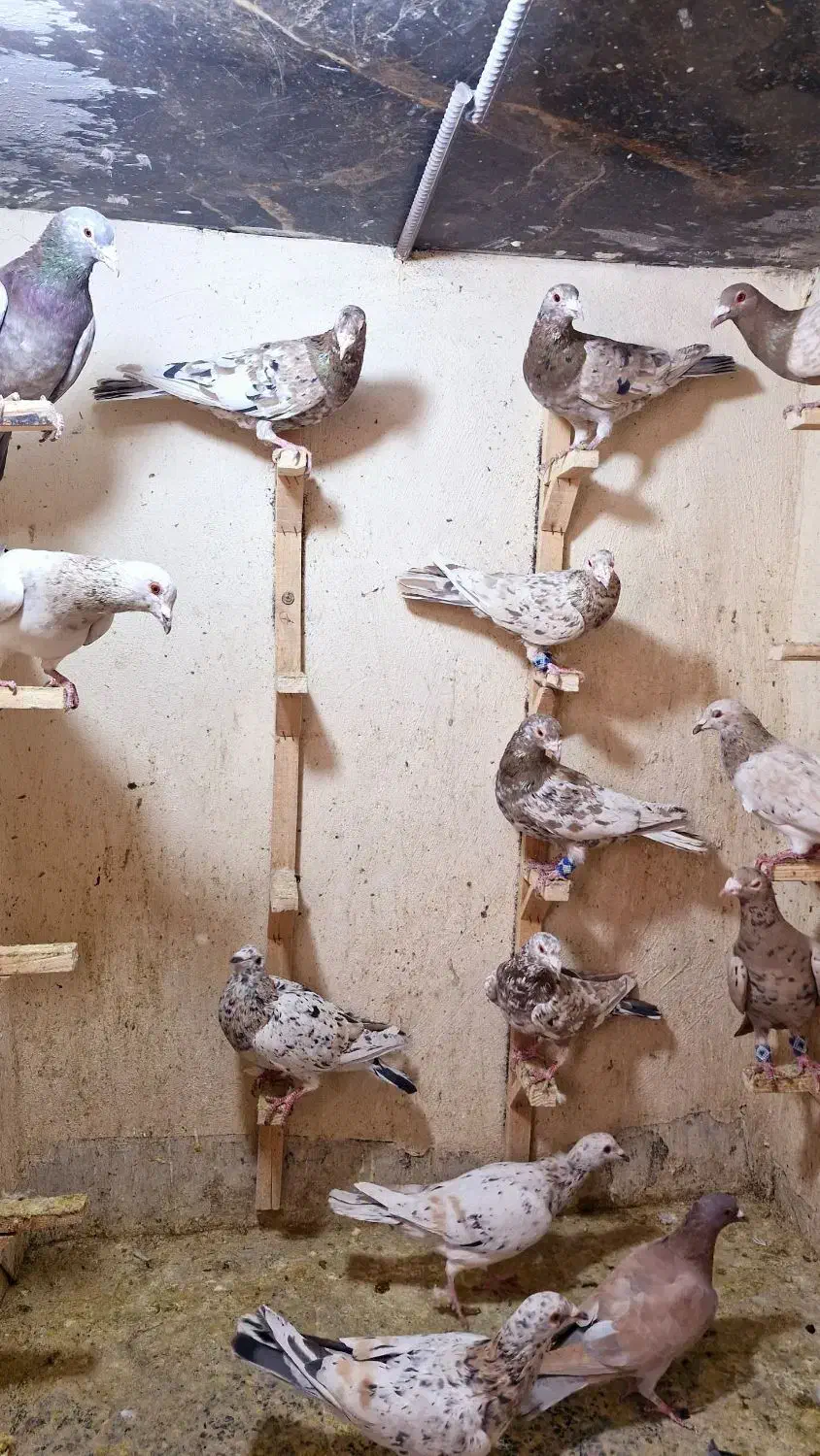 کبوتر سرور دورگ. کله سفید. خوشرنگ. چپ خوشرنگ هوایی|پرنده|لنجان, |دیوار