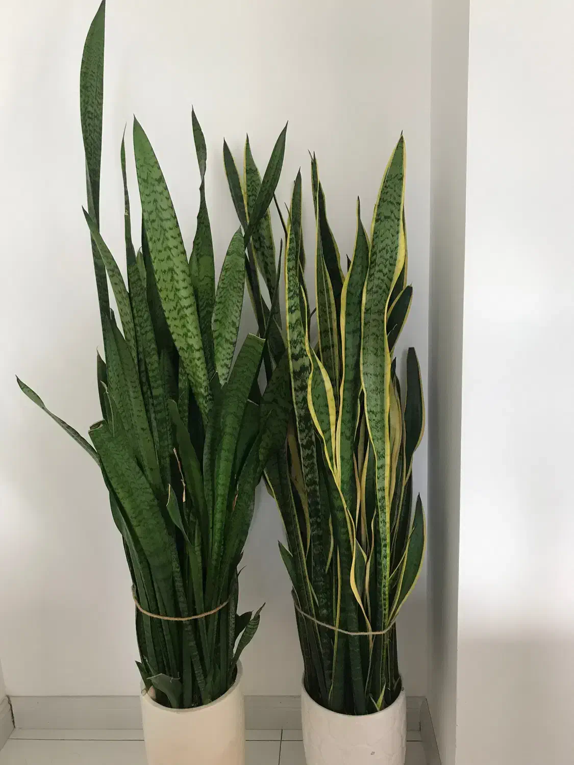 گیاه سانسووریا ساده و ابلق کاملاً باطراوت|گل و گیاه طبیعی|ساری, |دیوار