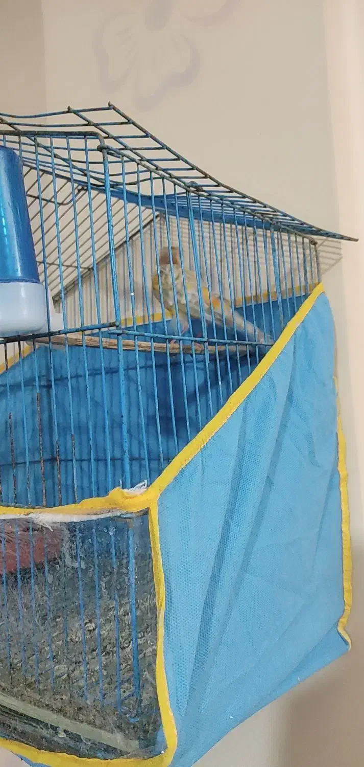 قناری نر|پرنده|سیرجان, |دیوار