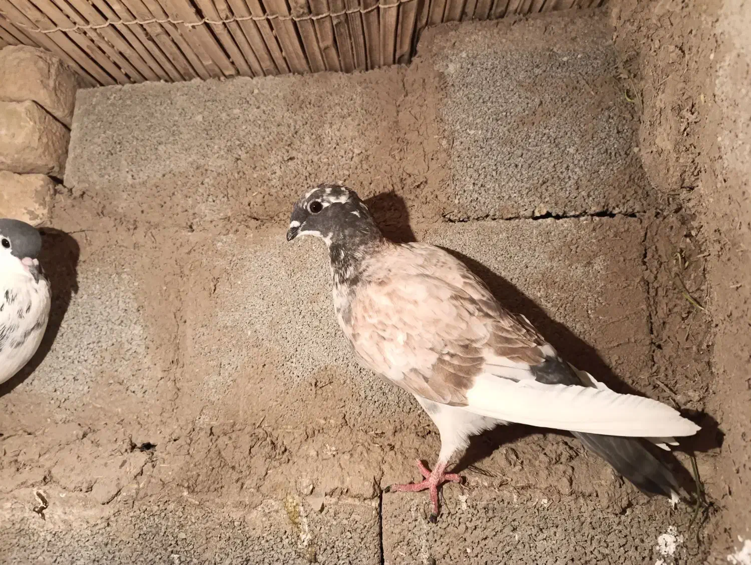 کبوتر|پرنده|مینودشت, |دیوار