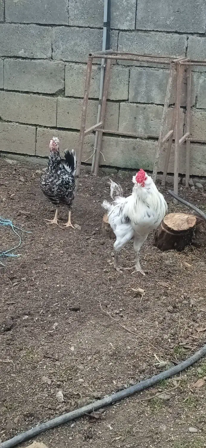 مرغ و خروس گلین،خروس گردن لخت مشکی|حیوانات مزرعه|تالش, هشتپر|دیوار
