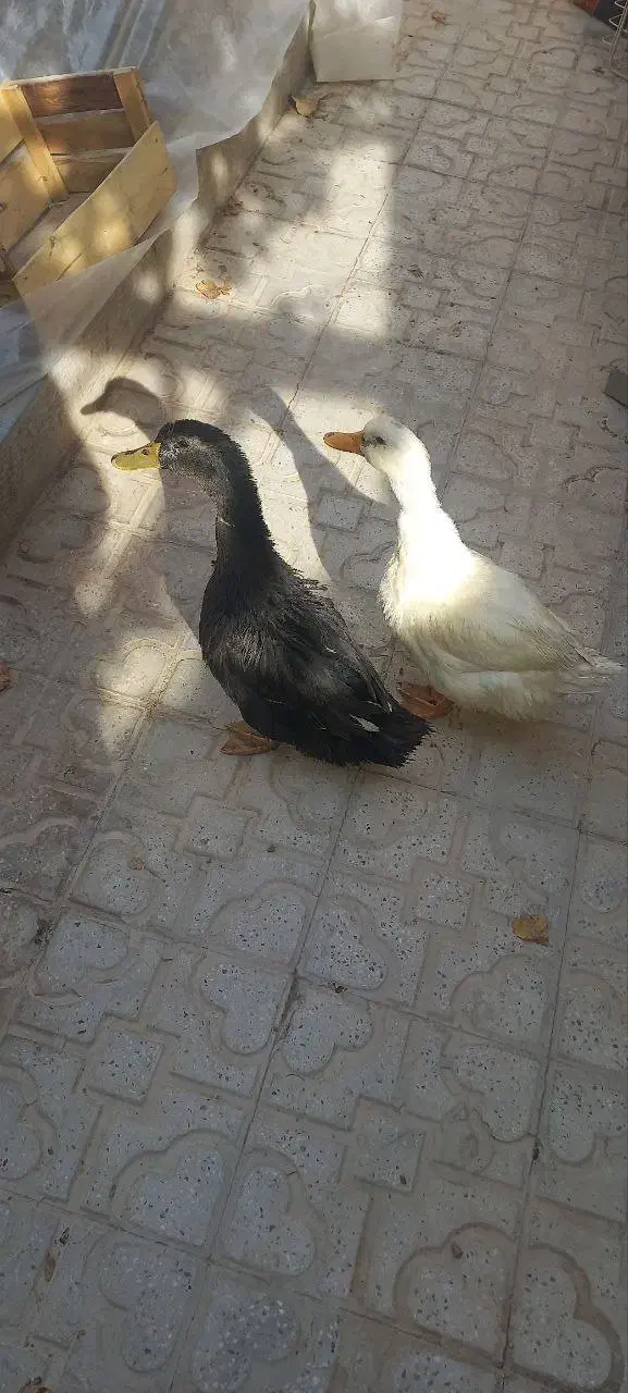 مرغابی یا اردک|حیوانات مزرعه|آباده, |دیوار