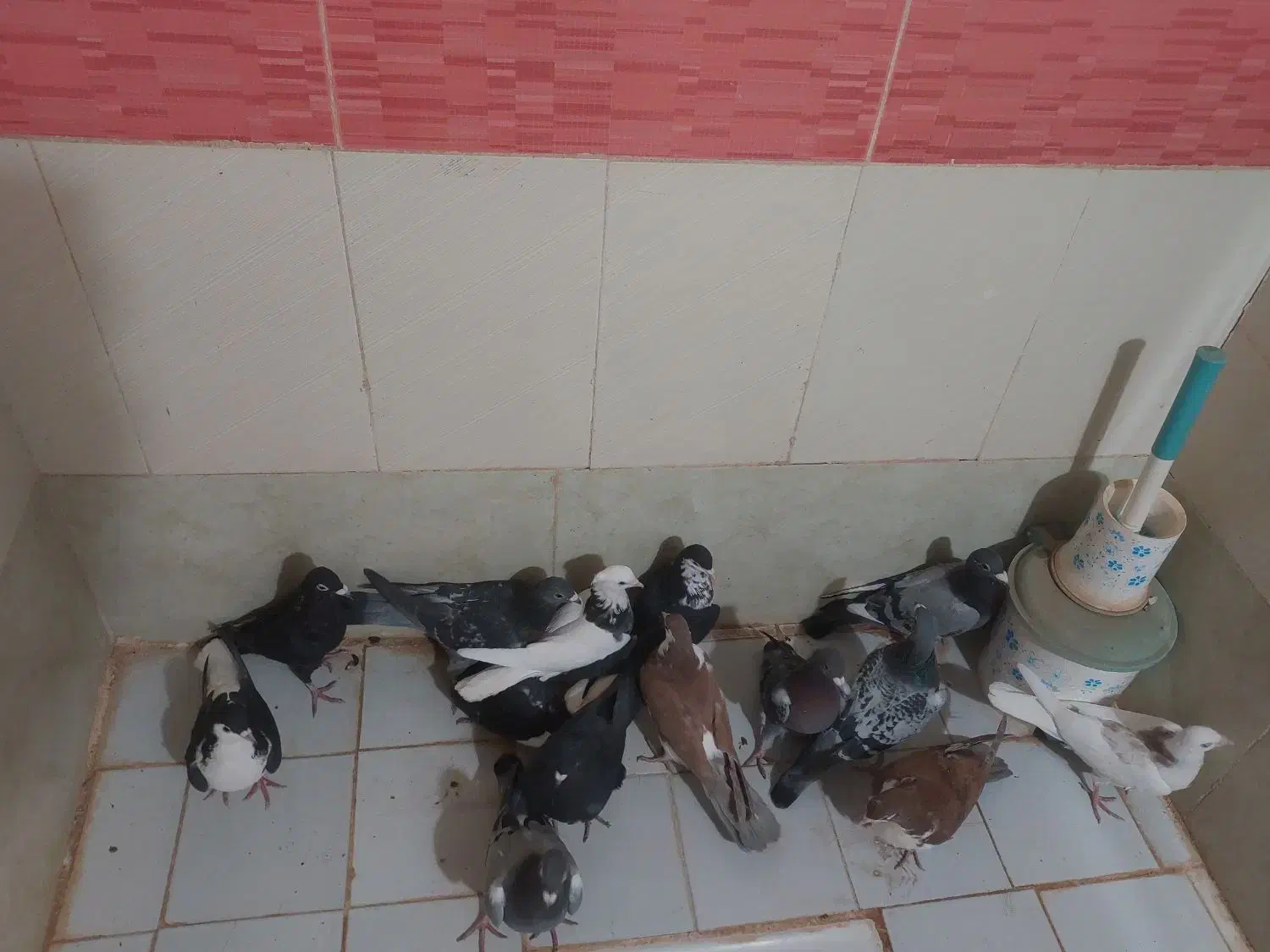 کفتر یا مر|پرنده|سبزوار, امیر کبیر|دیوار