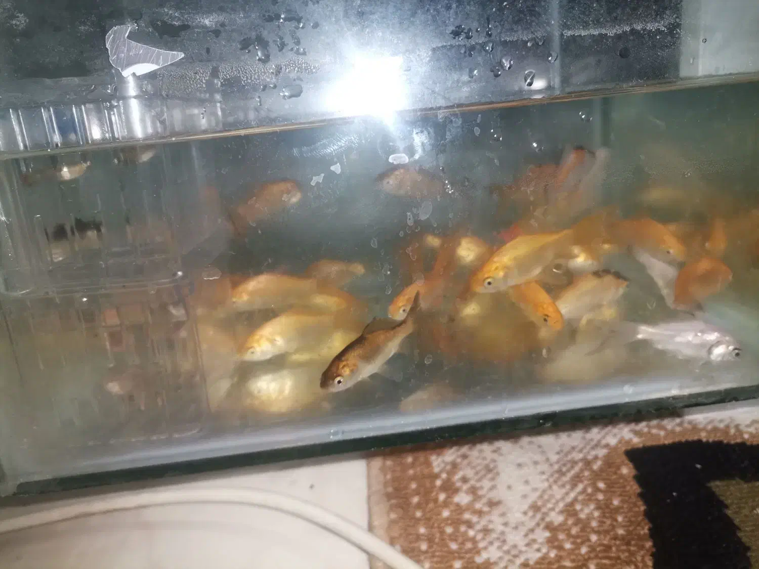 ماهی قرمز اکواریومی|ماهی|ساوه, |دیوار