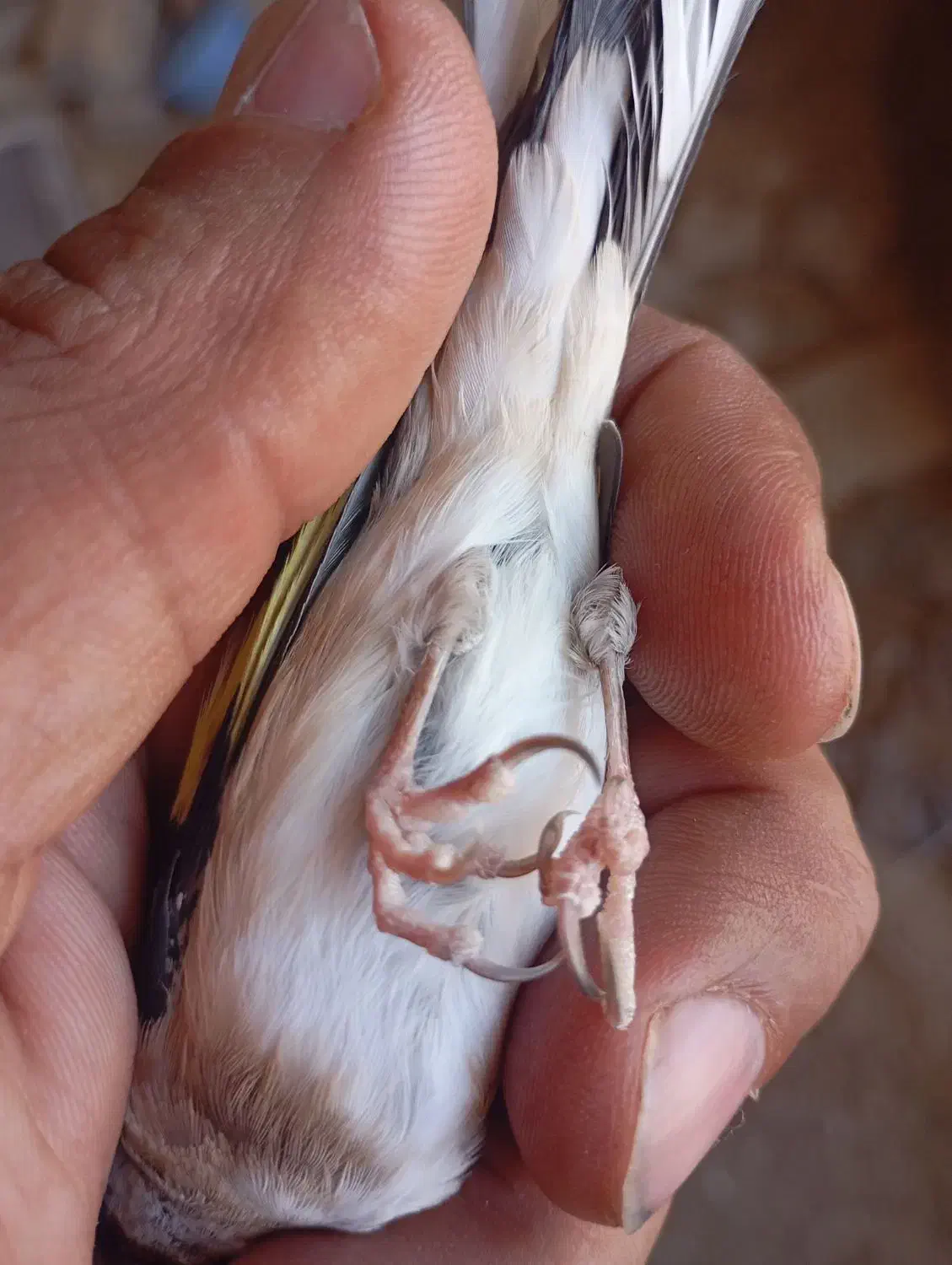 سهره ناخن سفید|پرنده|گیلان غرب, |دیوار