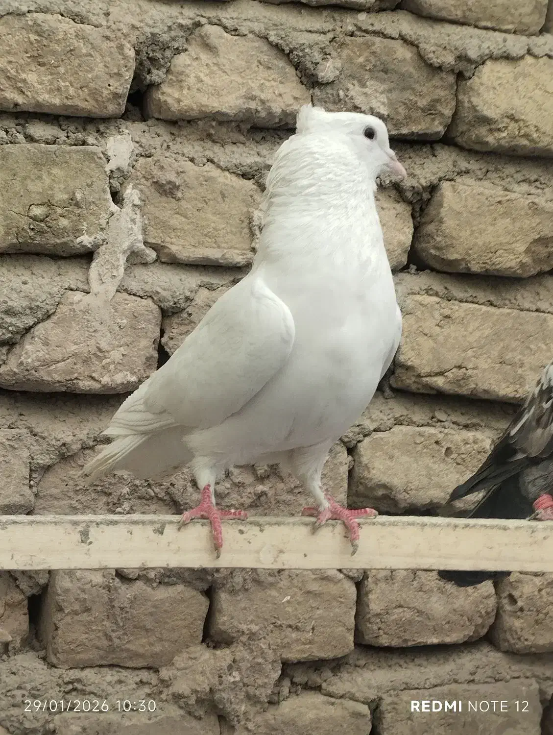 کفترسفیدتهرانی|پرنده|تهران, شهرک رضویه|دیوار