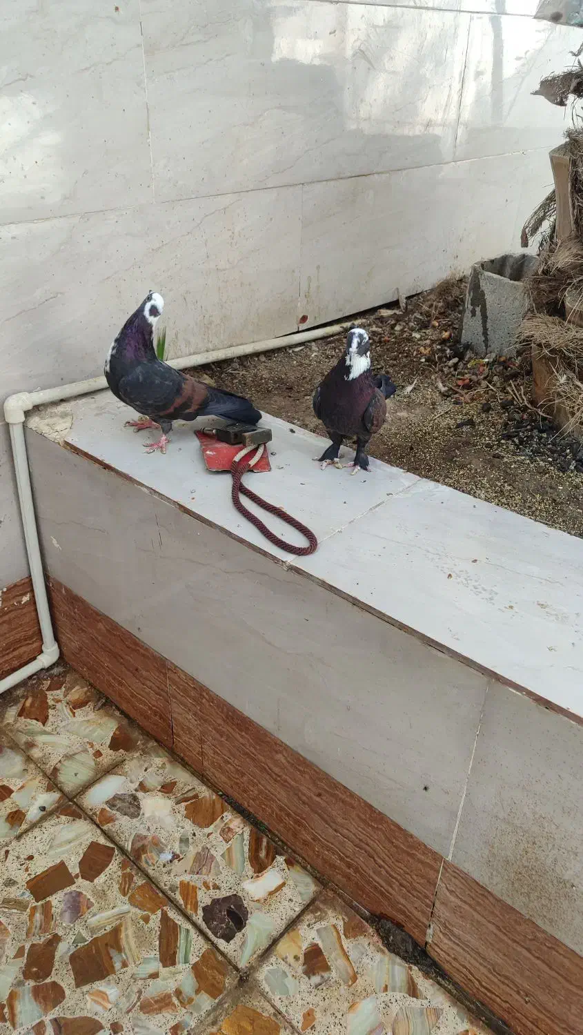 کبوتر رنگی|پرنده|آبادان, |دیوار