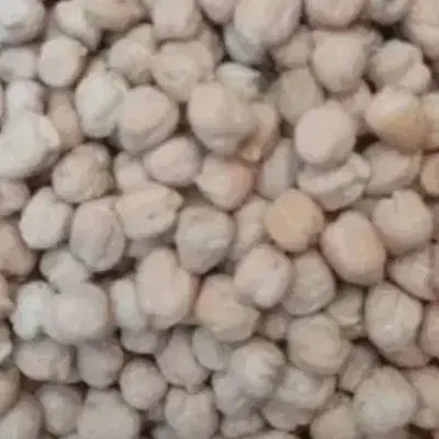 نخود بذر|عمده‌فروشی|کنگاور, |دیوار