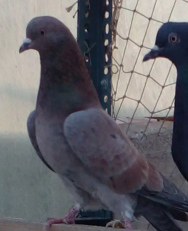 یک طوق کفتر سرور نر|پرنده|تهران, هلال احمر|دیوار