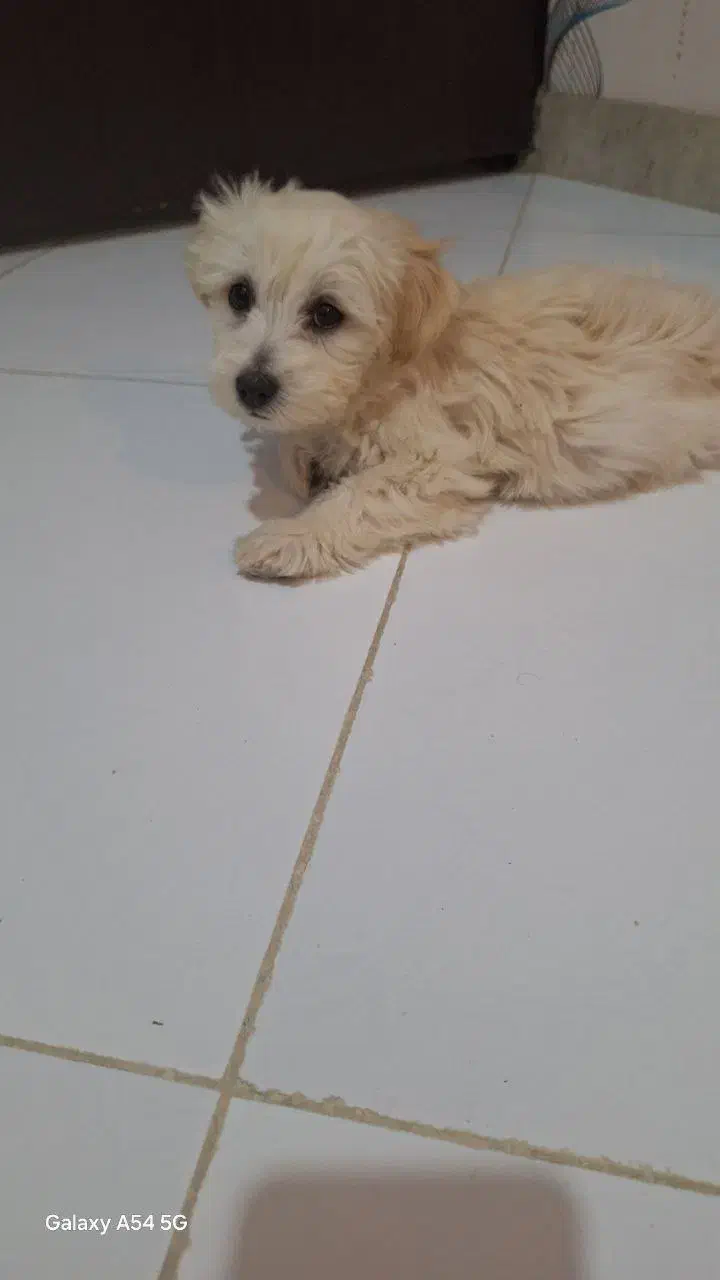 مالتیز شیتزو|سگ|کرمانشاه, |دیوار