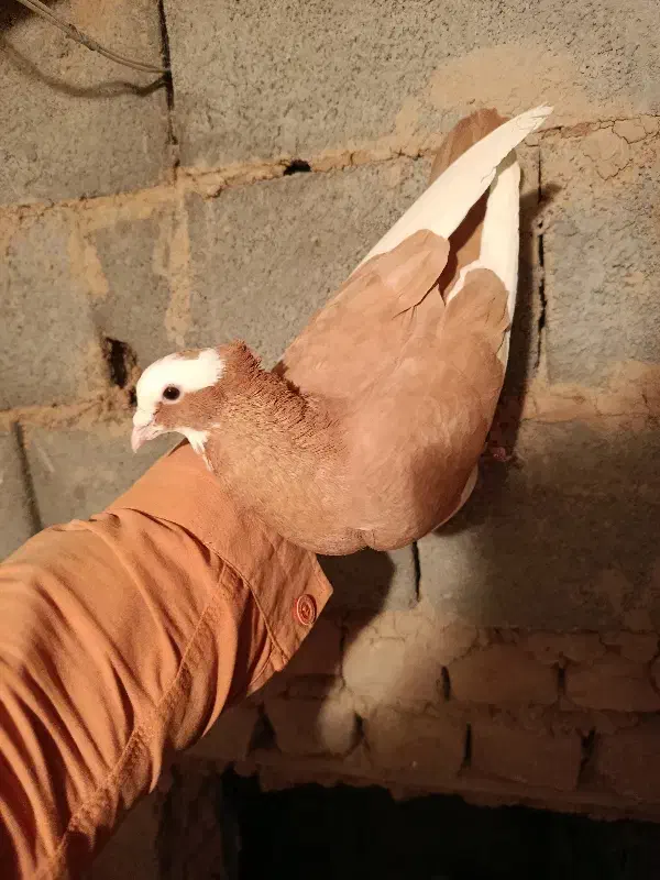 کرمانی|پرنده|مشهد, عیدگاه|دیوار