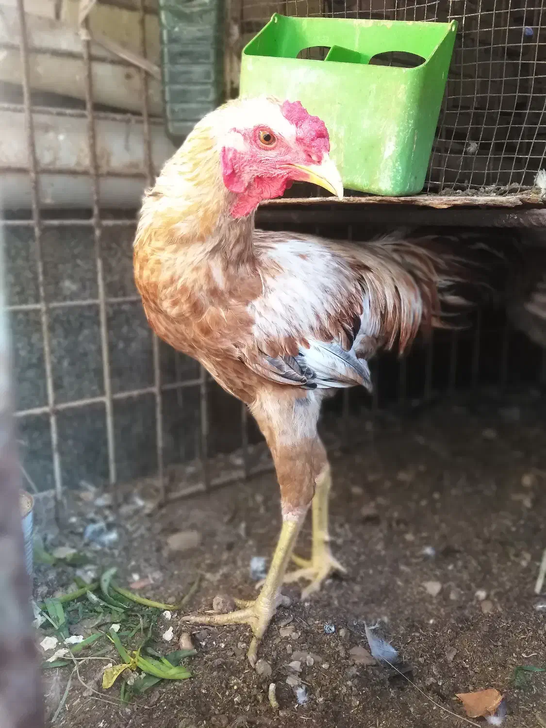 خروس برای داشت|حیوانات مزرعه|بندر گناوه, |دیوار