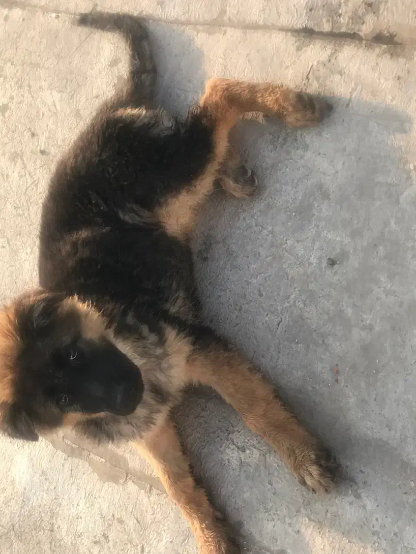 توله ژرمن وورک لاین اصیل ماده|سگ|خرمآباد, |دیوار