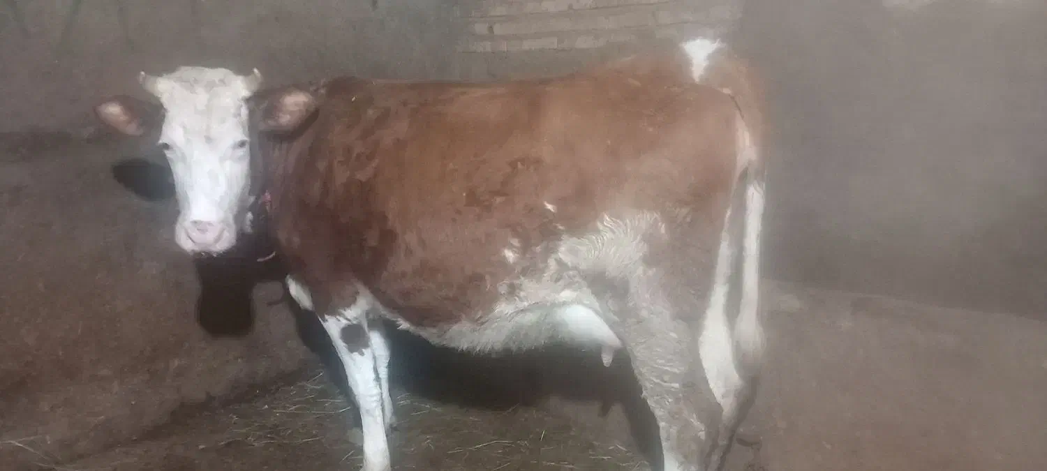 گاو سیمتال شکم اول|حیوانات مزرعه|مهربان, |دیوار