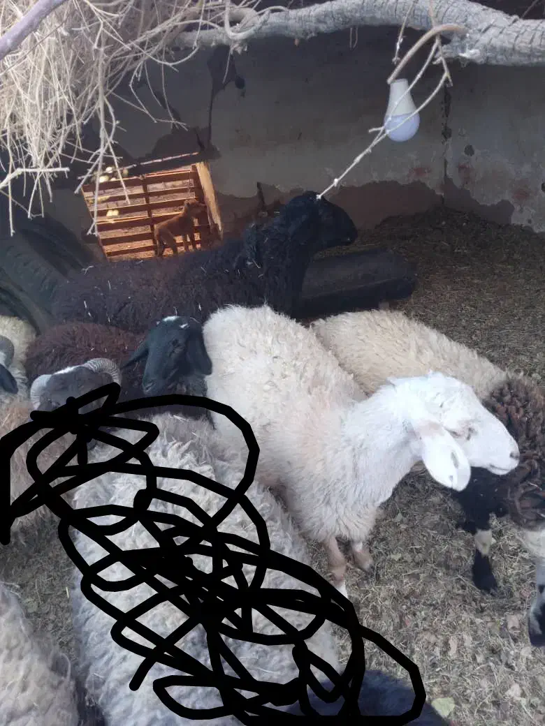 گوسفند|حیوانات مزرعه|فردوس (کرمان), |دیوار