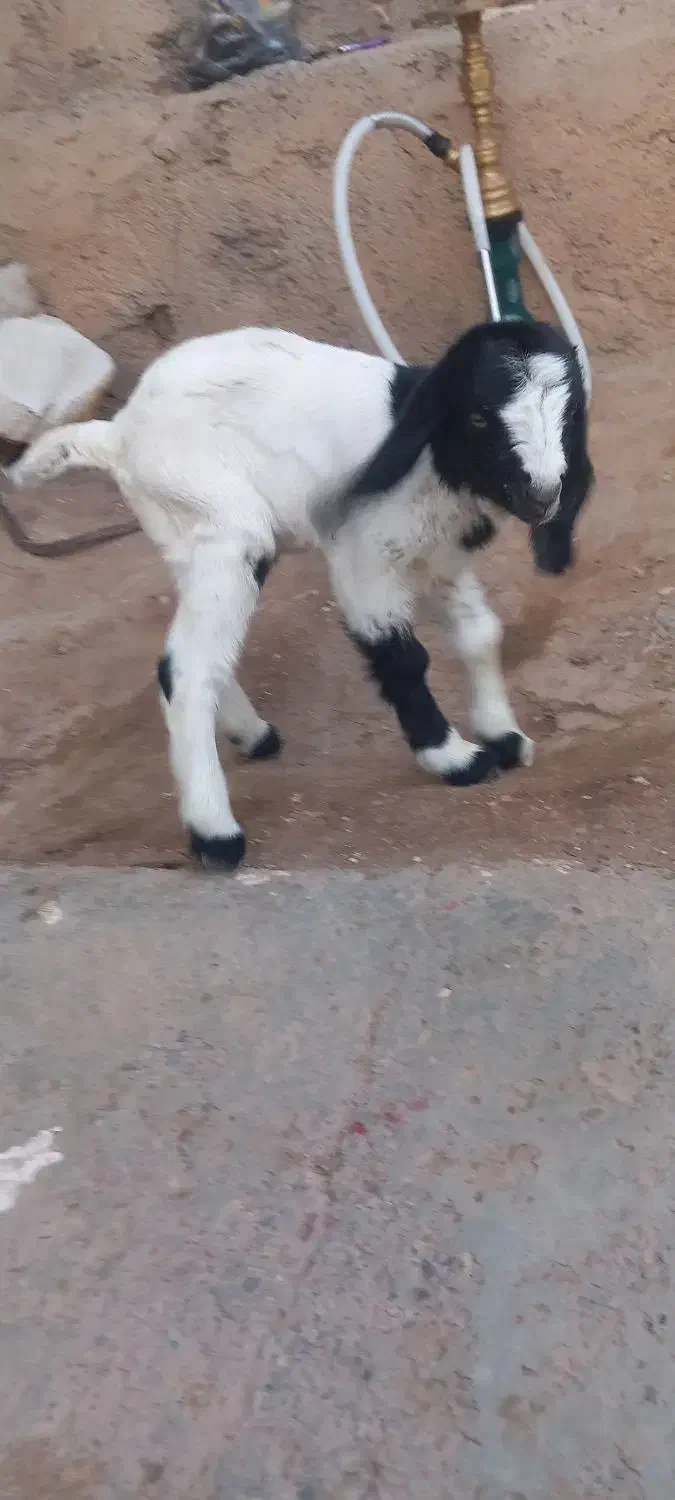 گوسفند|حیوانات مزرعه|نیشابور, حسین آباد جدید|دیوار