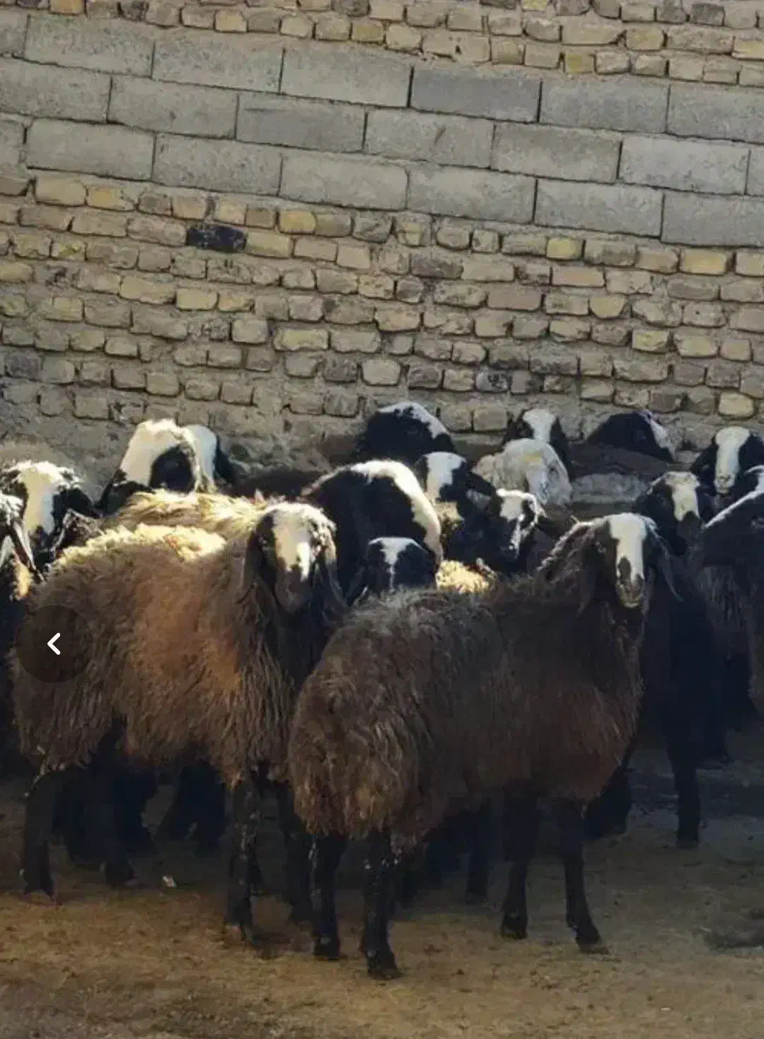 بره گوشتی|حیوانات مزرعه|قزوین, |دیوار