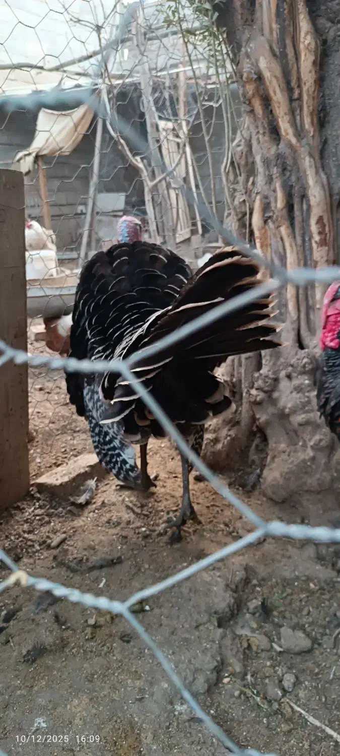 بوقلمون نر|حیوانات مزرعه|گنبد کاووس, |دیوار