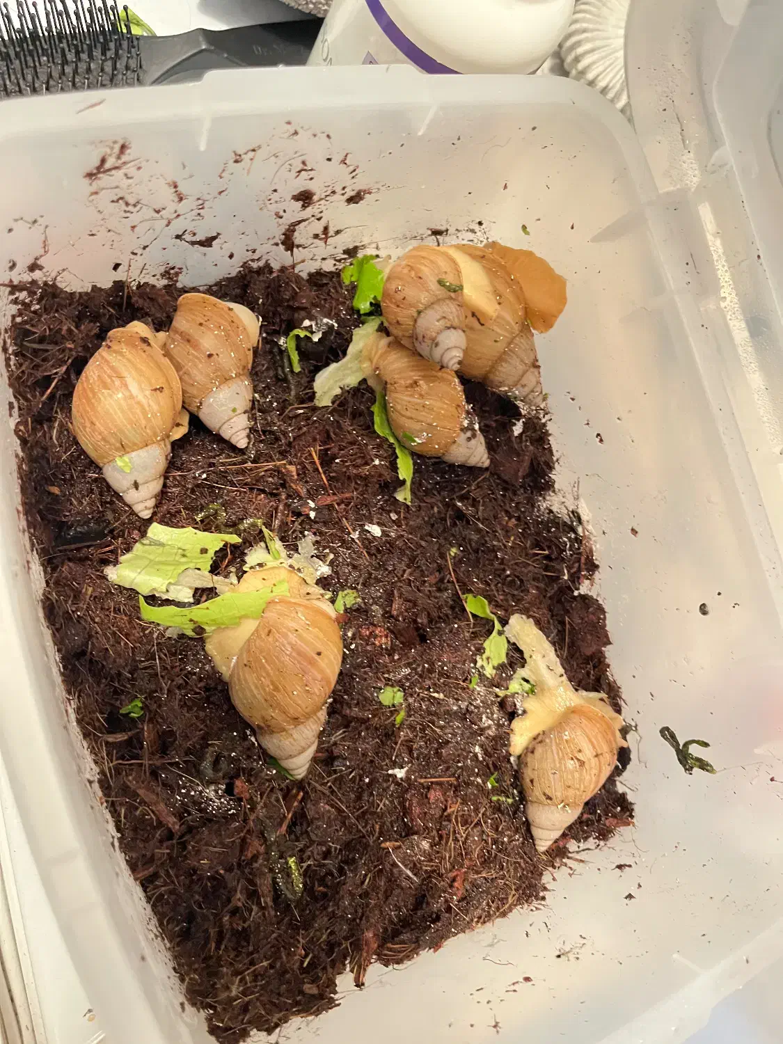 حلزون آلبینو رایگان|خزنده|کیش, |دیوار