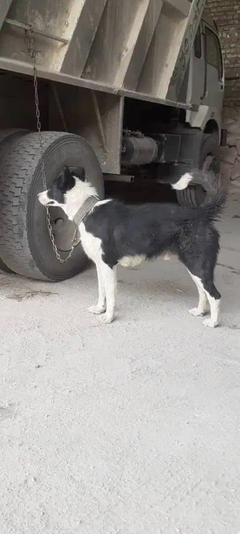 سگ قدرجونی نر|سگ|برخوار, |دیوار