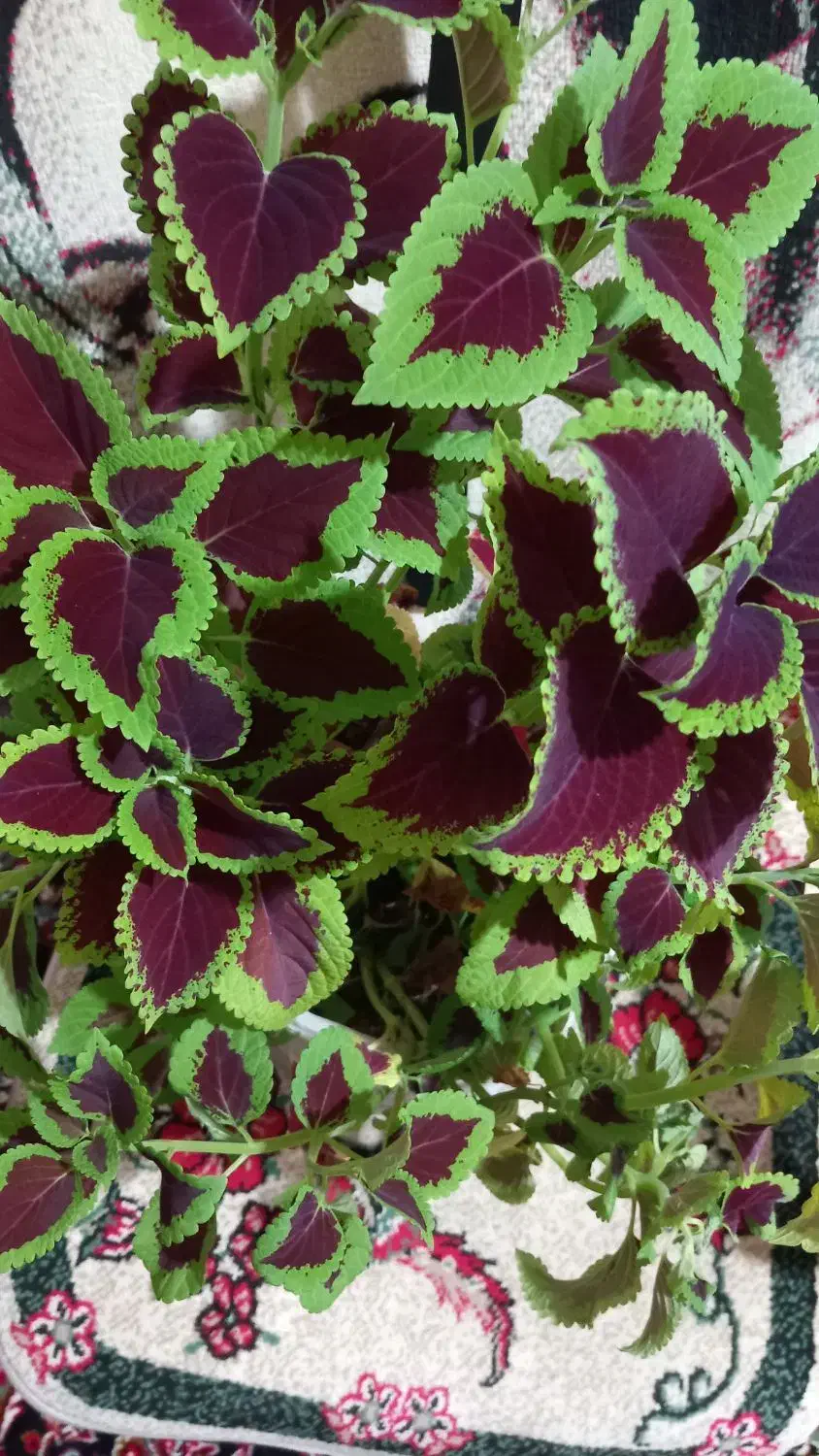 گل حسن یوسف|گل و گیاه طبیعی|سنقر, |دیوار