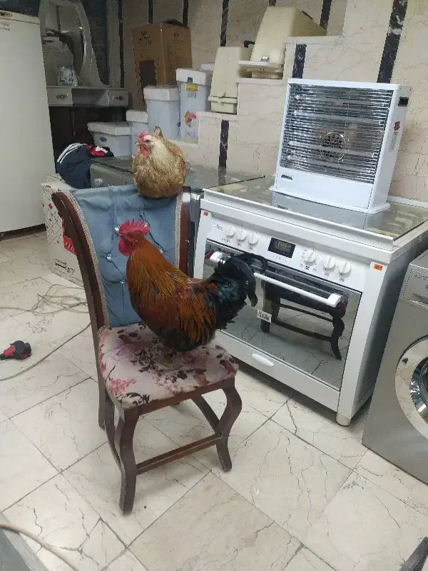 مرغ و خروس|حیوانات مزرعه|نسیم‌شهر, |دیوار