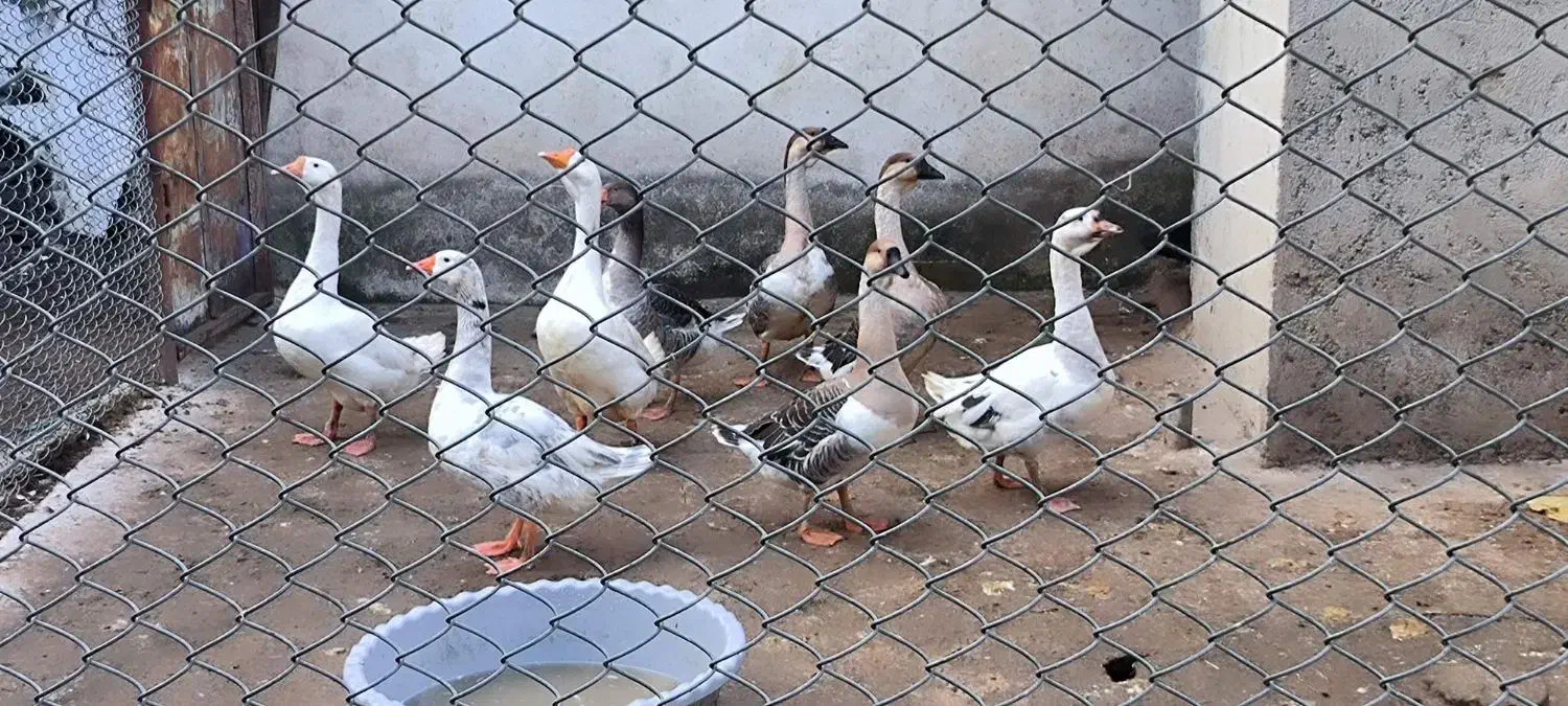 غاز اوکراینی و قو غاز|حیوانات مزرعه|آکند, |دیوار