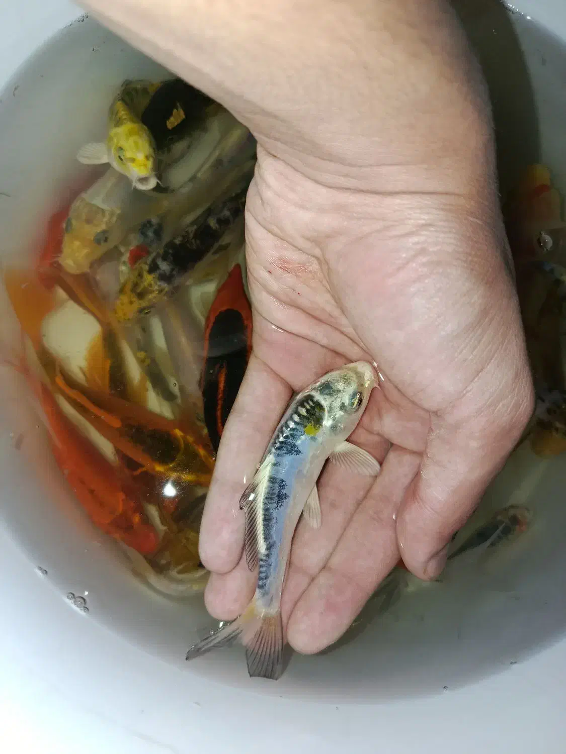 ماهی کوی باله بلند و کوتاه ، گلدفیش ، قرمز مولد|ماهی|اراک, |دیوار