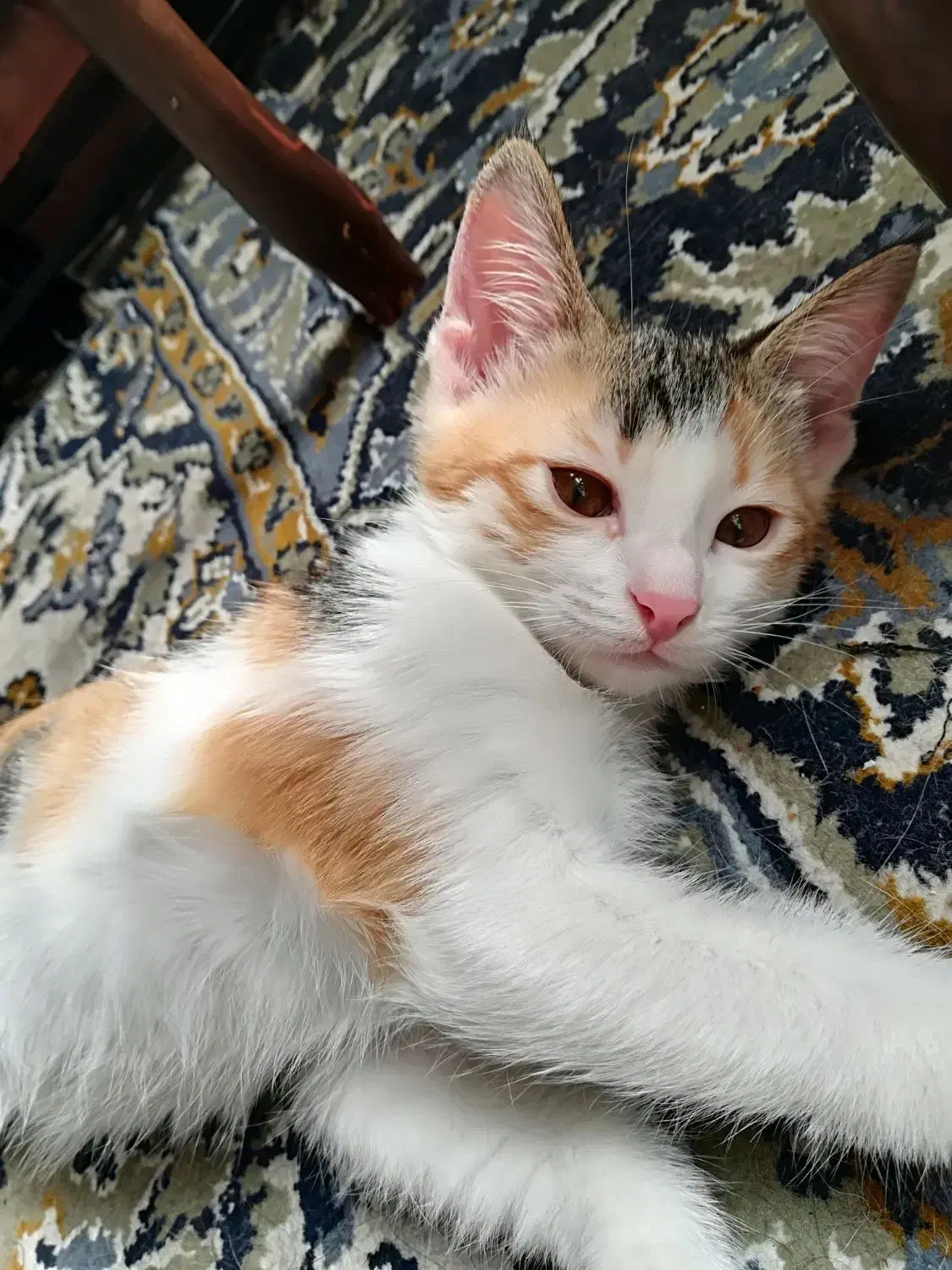 ۲ ماهه|گربه|شیراز, شهرک سعدی|دیوار