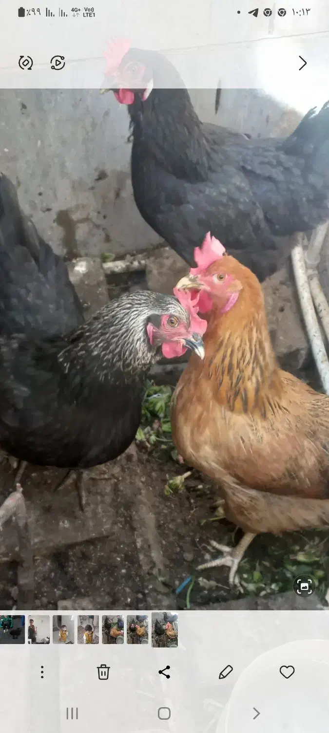 ۳ عدد مرغ جوان وتخم گذار خانگی|حیوانات مزرعه|تهران, اتابک|دیوار