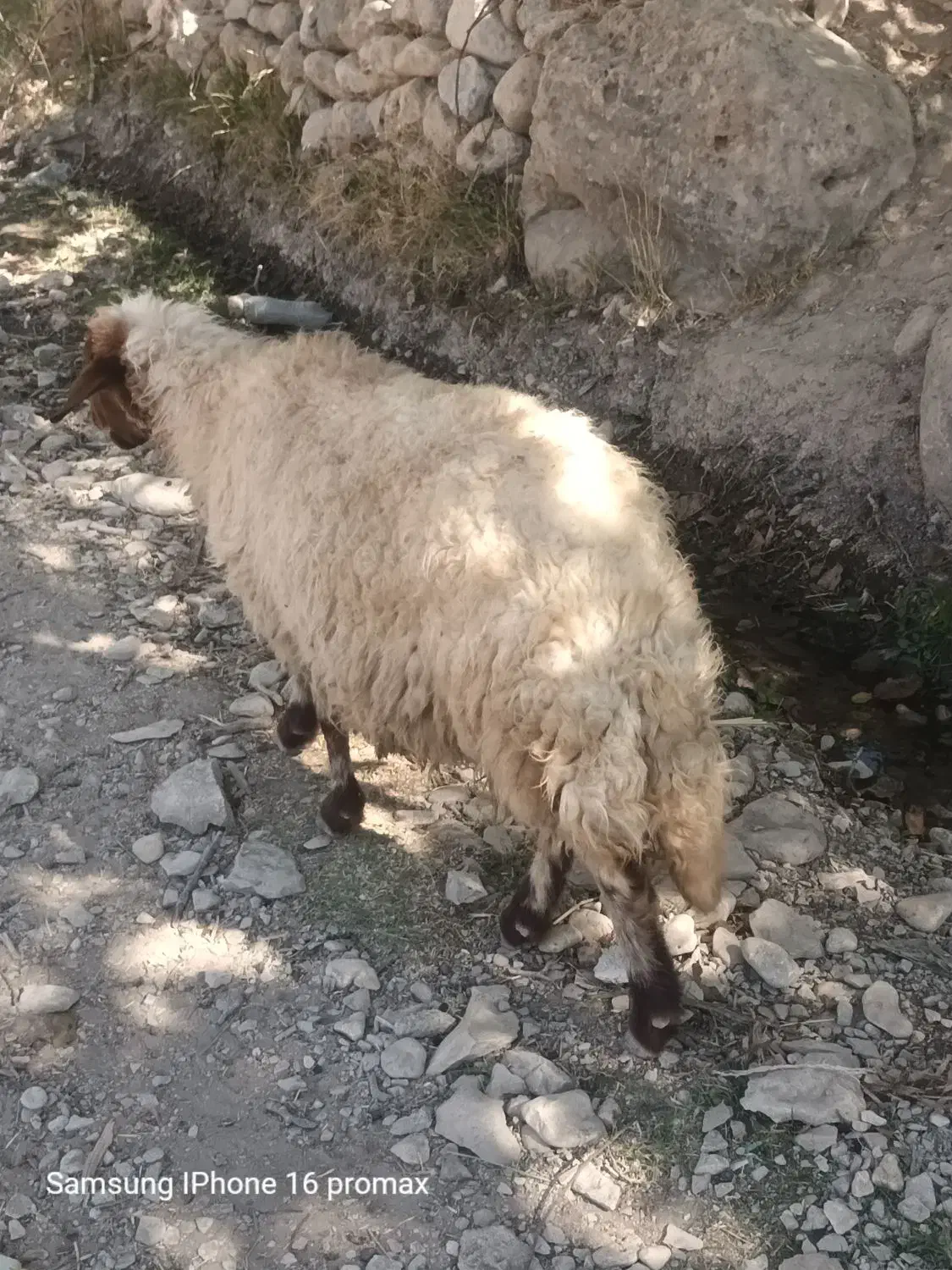 گوسفند آبستن جوان|حیوانات مزرعه|سیوان, |دیوار