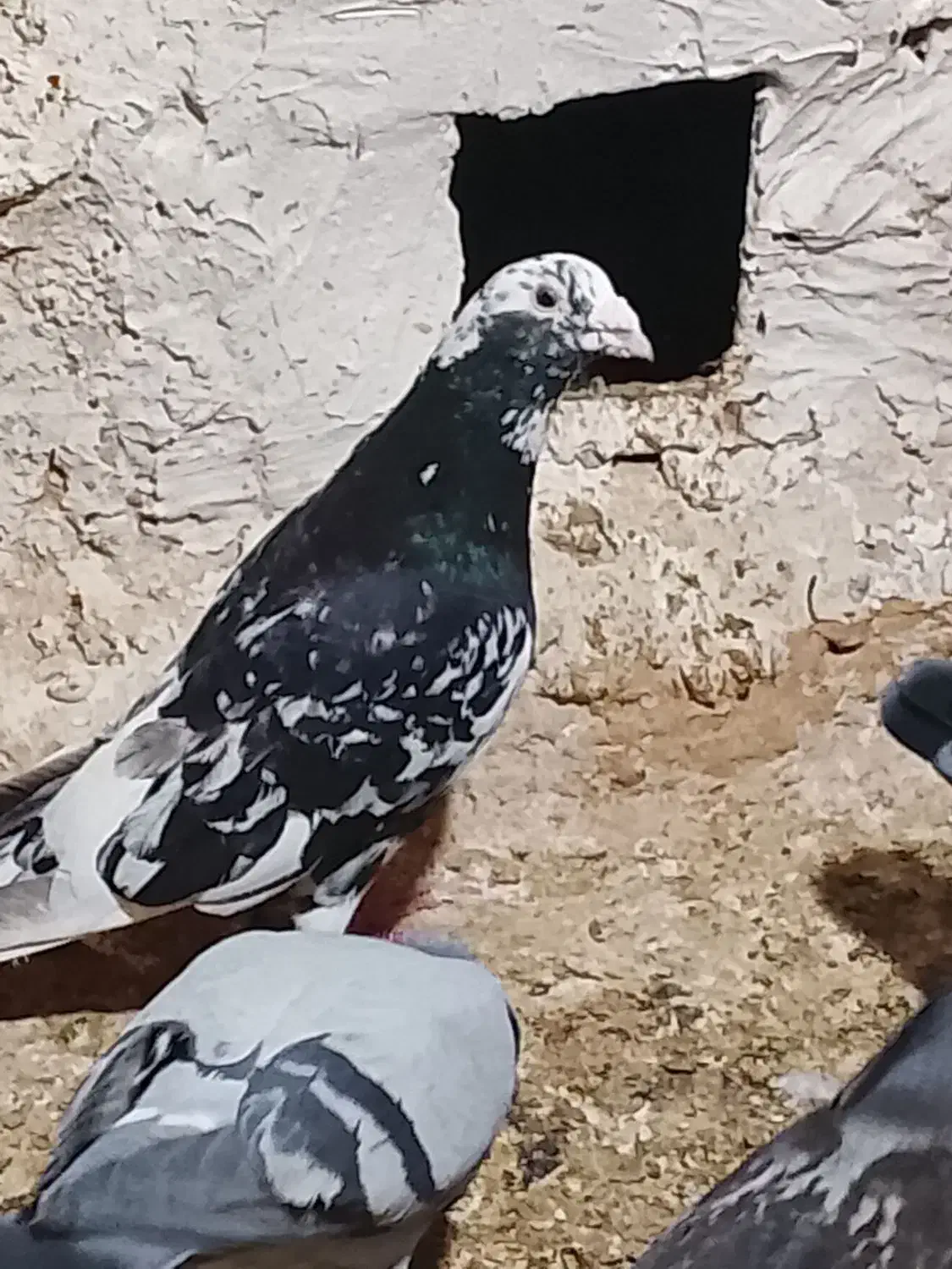 کفتر|پرنده|خوسف, |دیوار