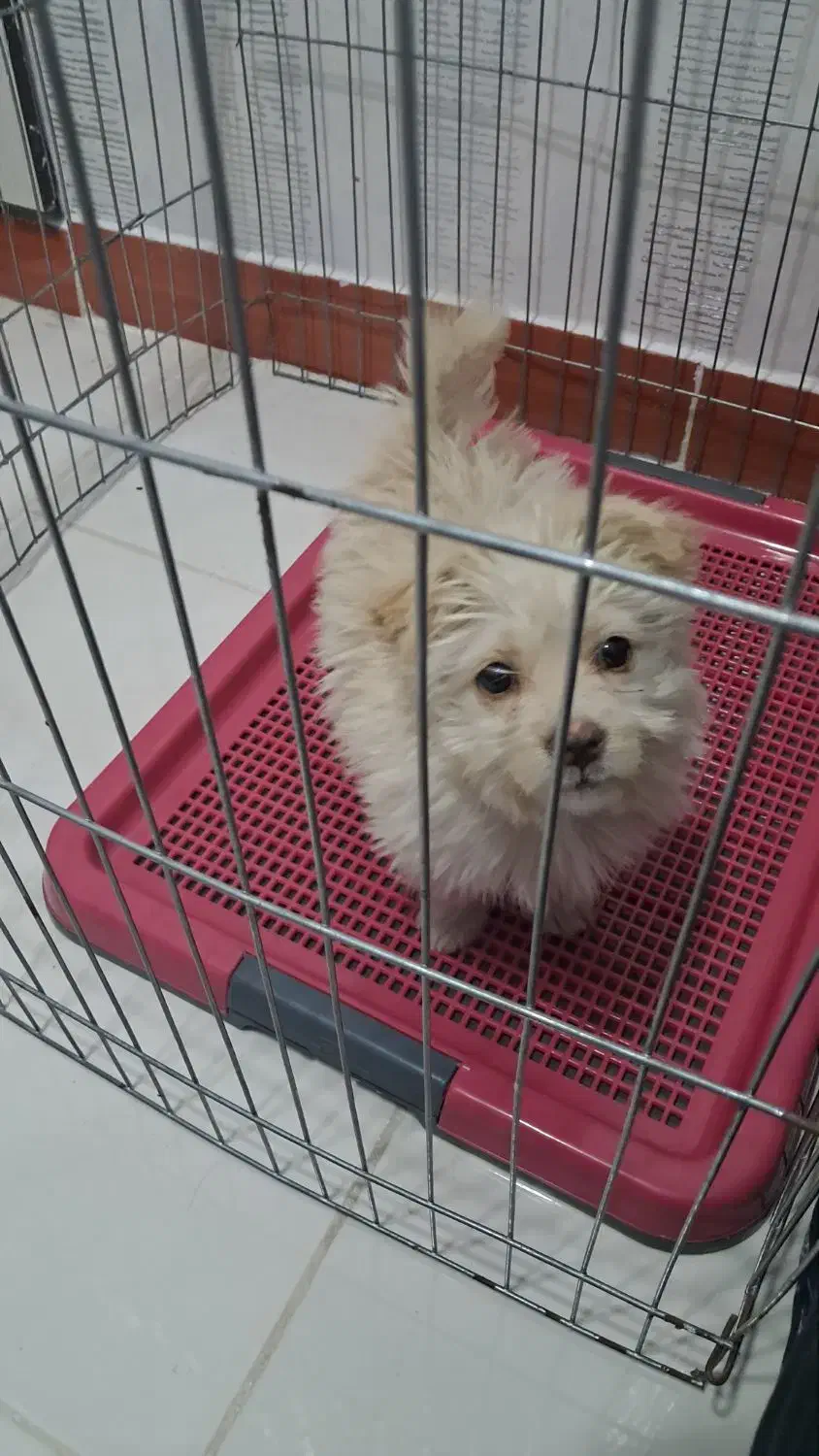 سگ شیتزو|سگ|قزوین, |دیوار