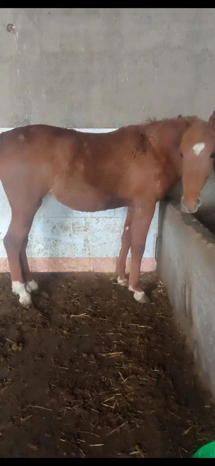 اسب|اسب و تجهیزات اسب‌سواری|گوگان, |دیوار