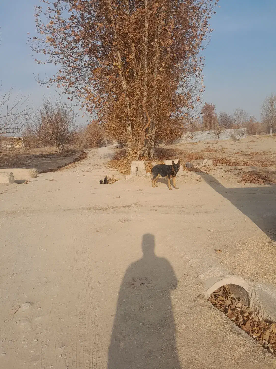 لاس ژرمن|سگ|فلاورجان, |دیوار