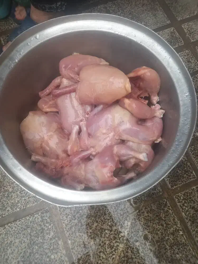 غذا سگ|لوازم جانبی حیوانات|کلاله, |دیوار