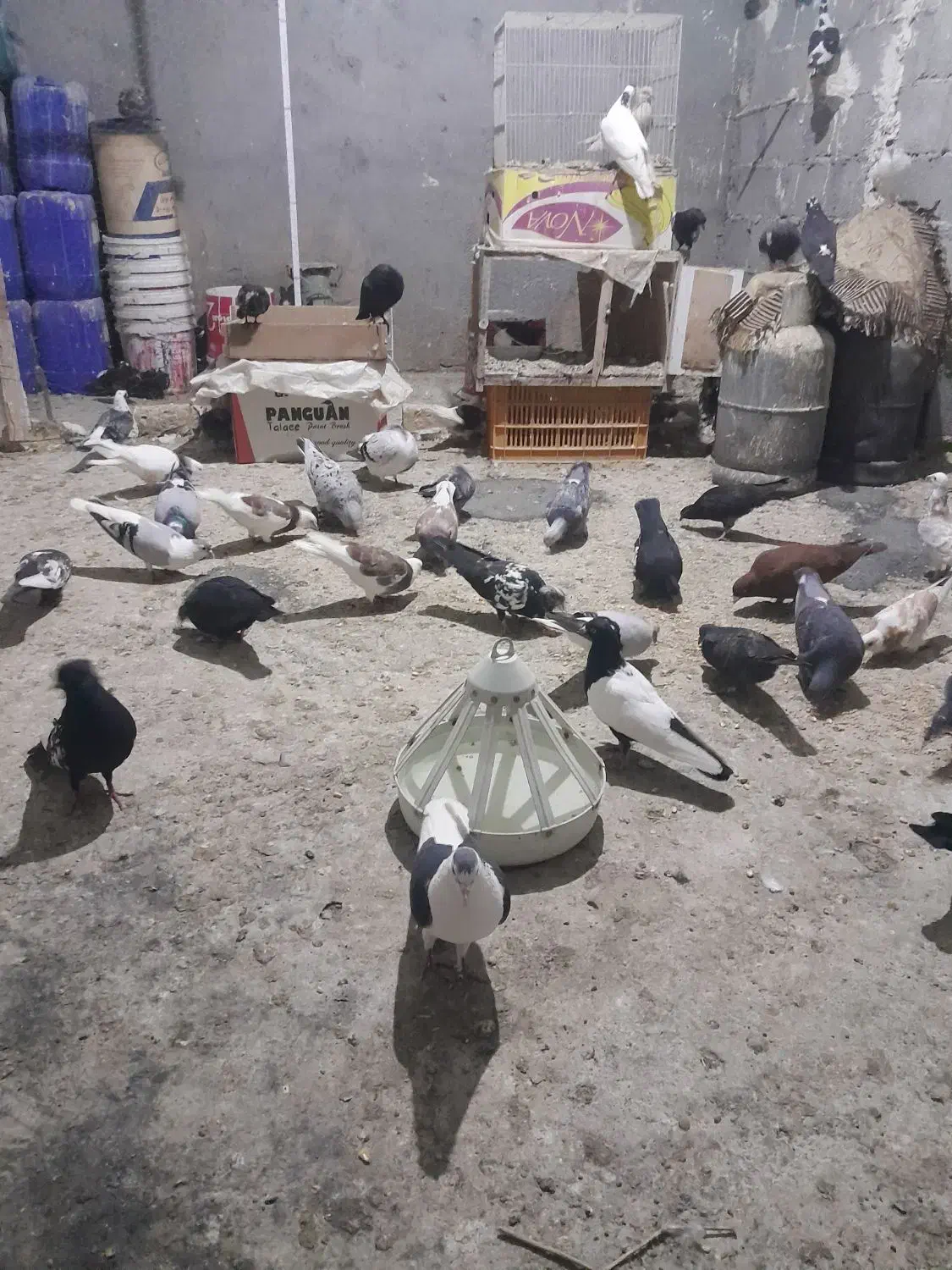 به خاطر مشکل مالی میخوام کبوتر هارو بفروشم|پرنده|گلمکان, |دیوار