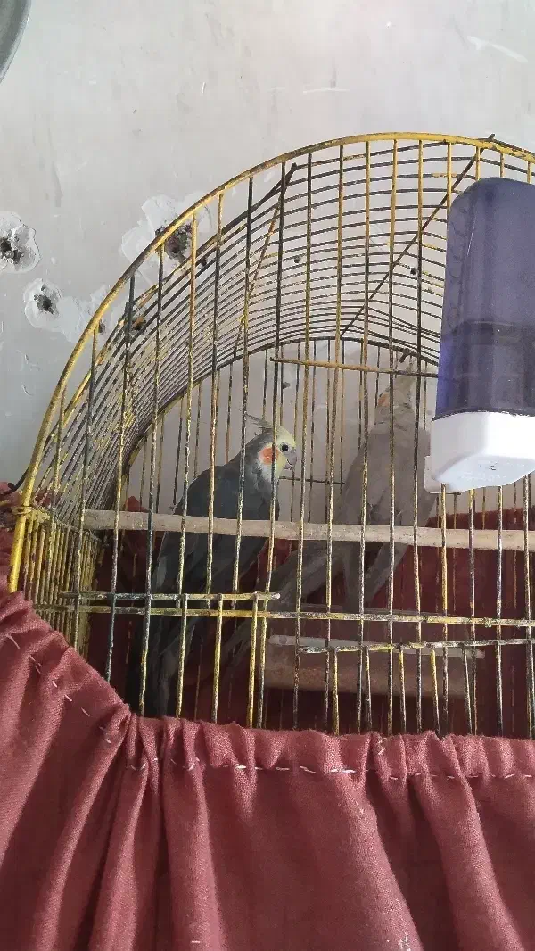 عروس هلندی نر و ماده|پرنده|کرباسک, |دیوار