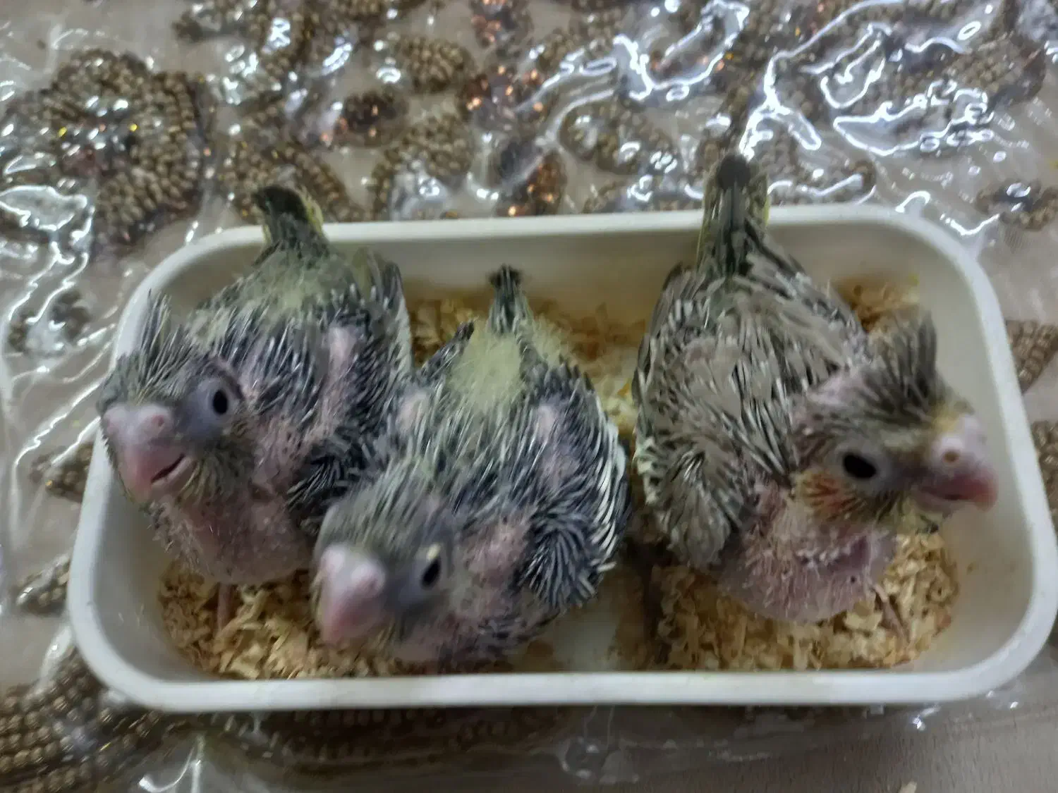 جوجه عروس هلندی|پرنده|قم, نخودی|دیوار