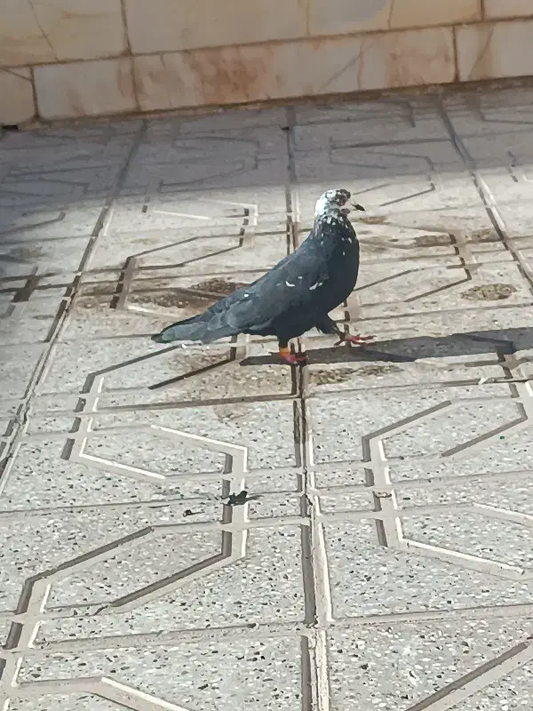 کبوتر|پرنده|سیرجان, |دیوار