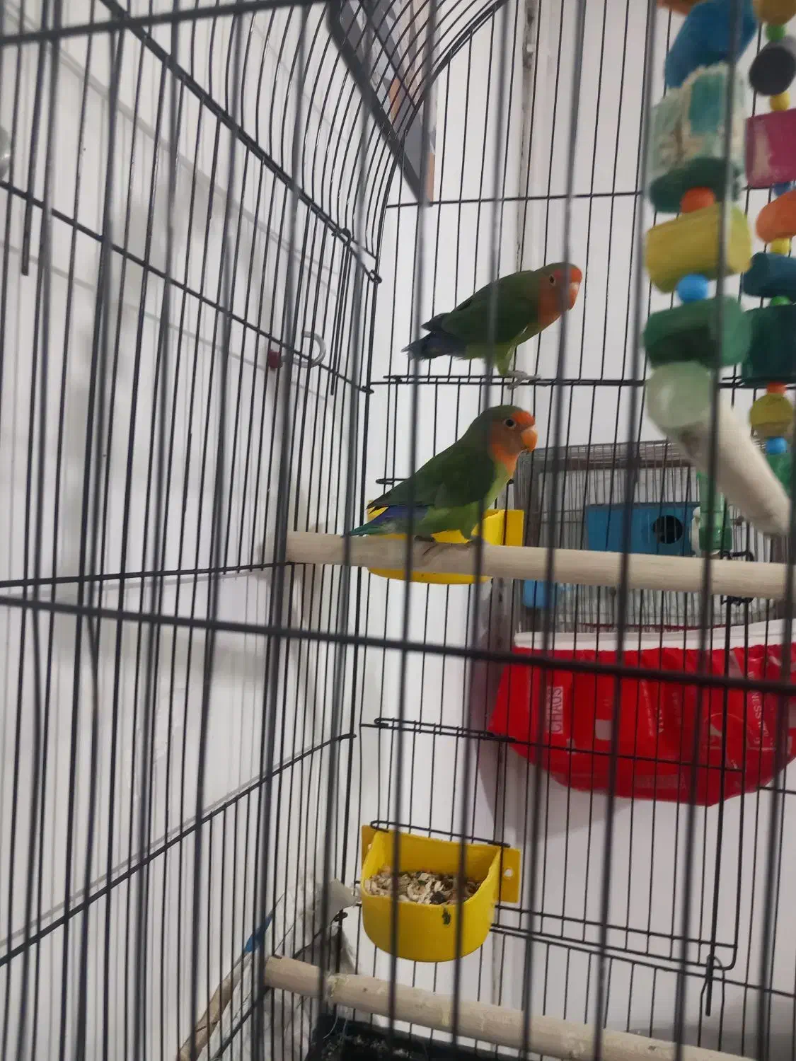 کوتوله برزیلی|پرنده|قرچک, محمد آباد|دیوار