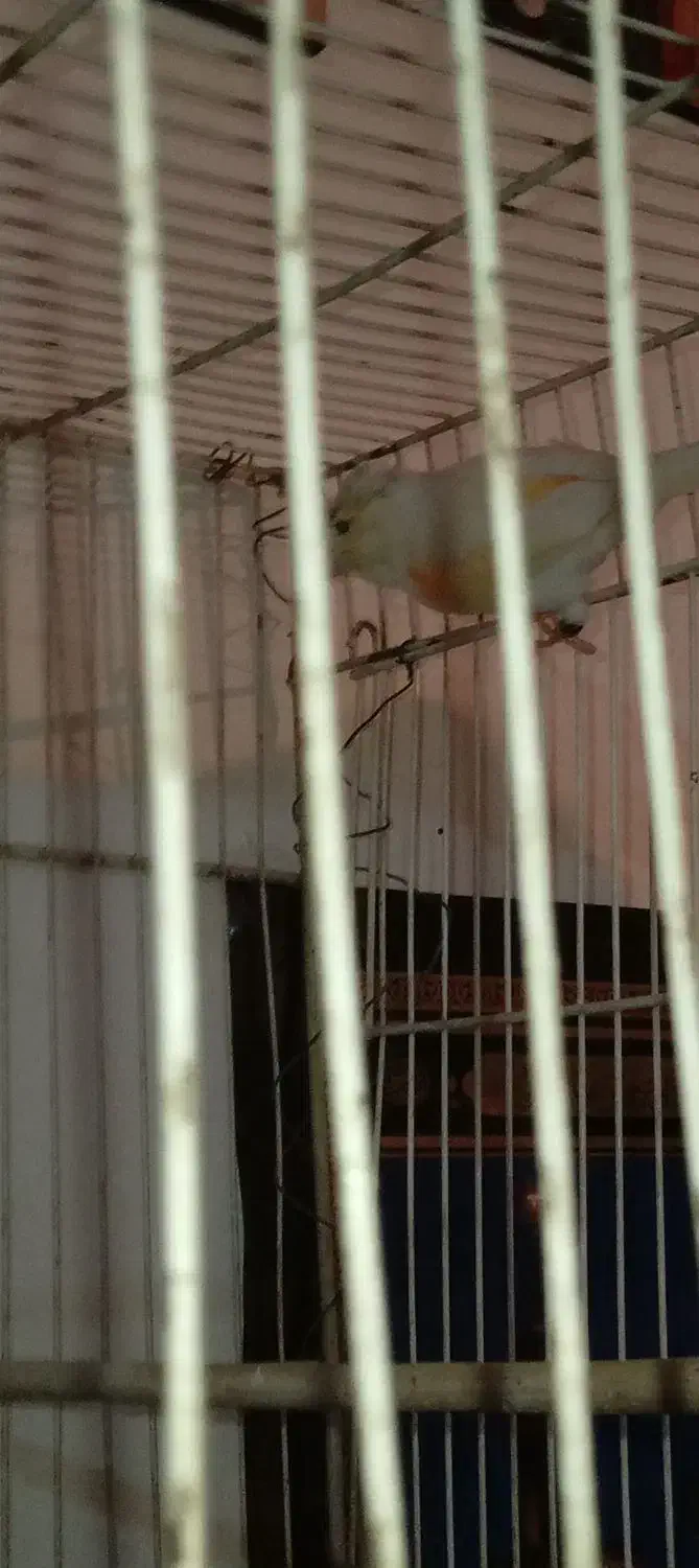 قناری نر|پرنده|مشهد, شهید معقول|دیوار