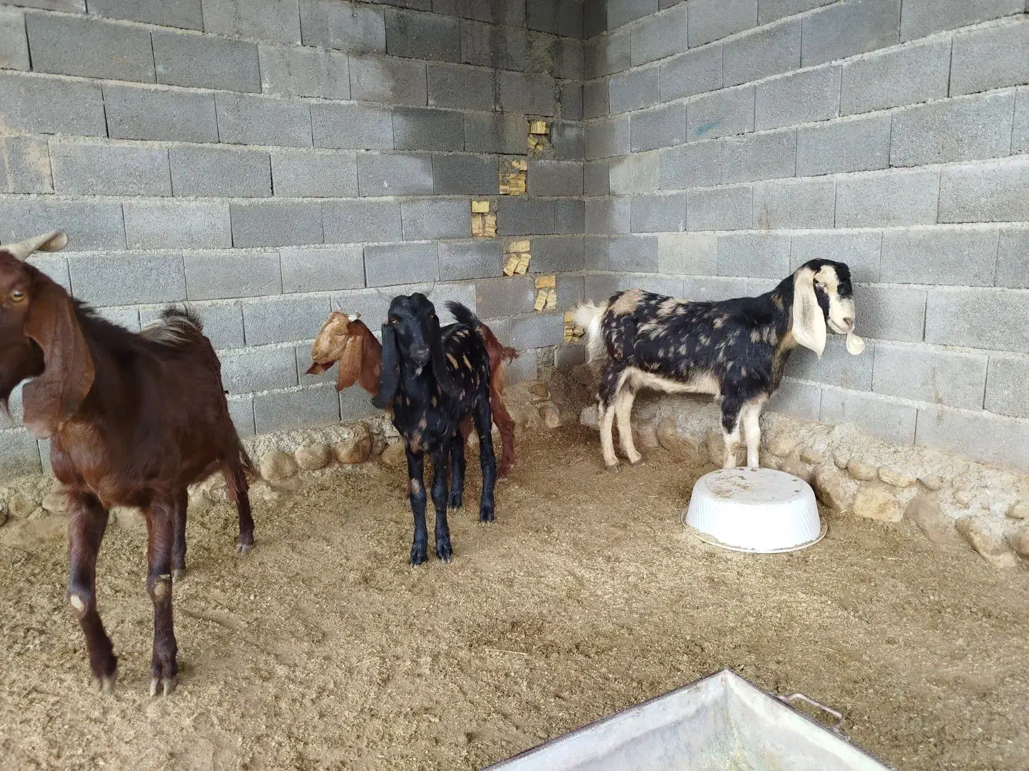 بز بزغاله دار پاکستانی|حیوانات مزرعه|گنبد کاووس, |دیوار