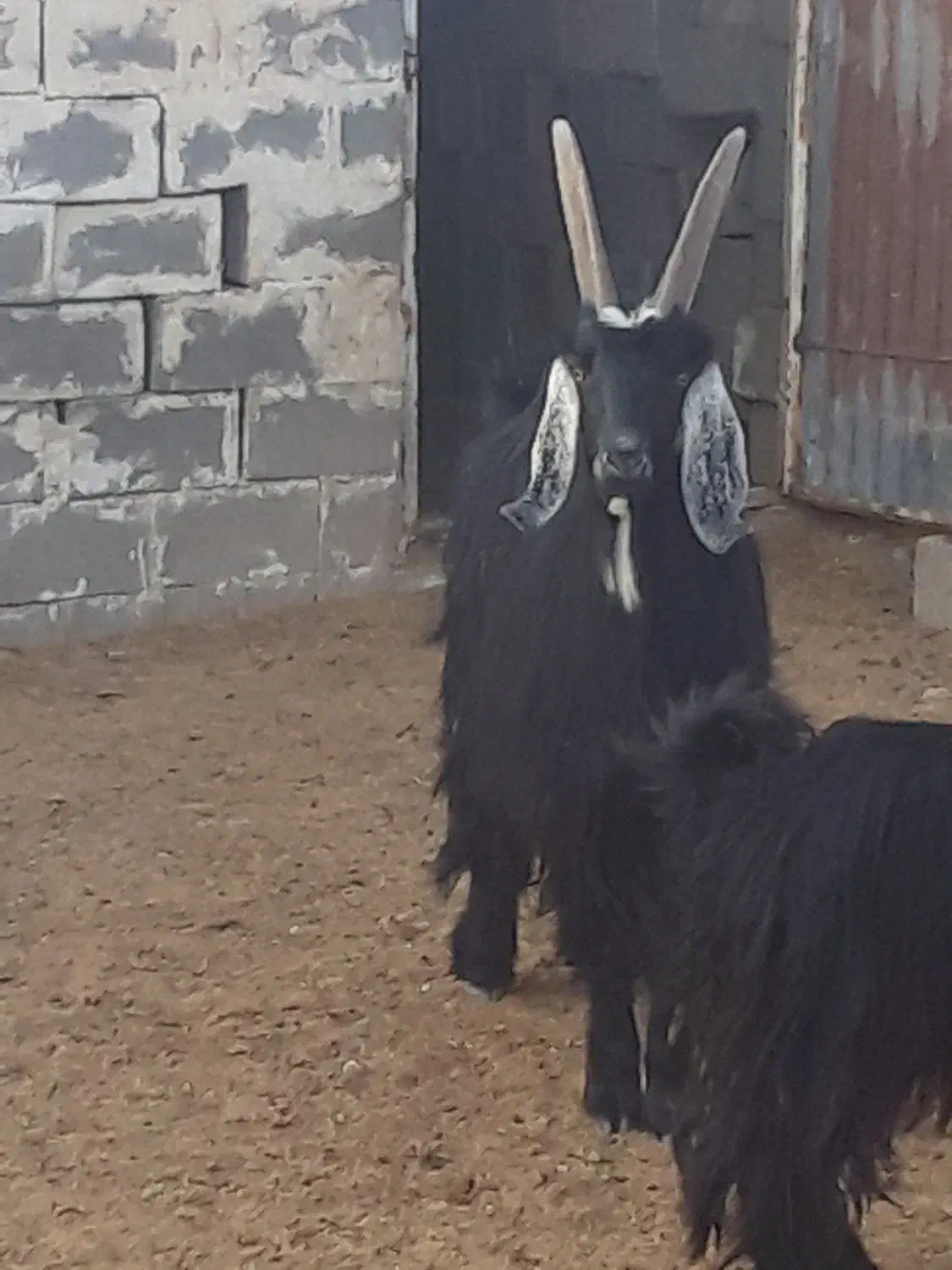 فروش چبیش نر تخمی|حیوانات مزرعه|پاسارگاد, |دیوار