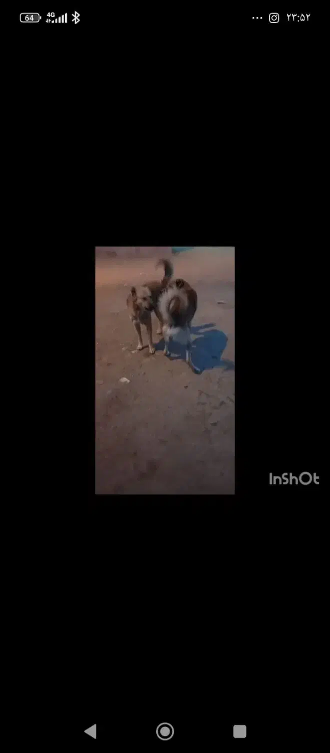 سگ سرابی|سگ|بهار, |دیوار