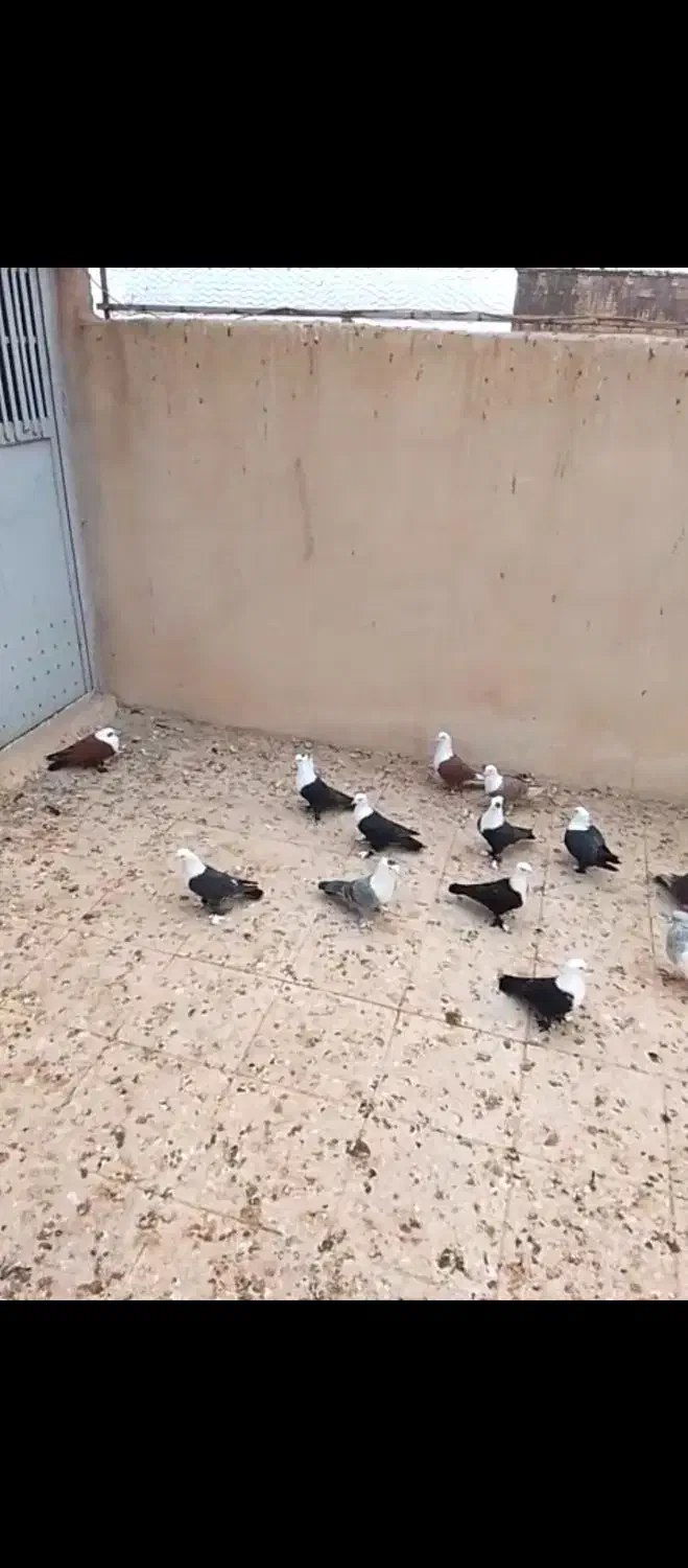 کبوتر کربلایی|پرنده|کهک, |دیوار