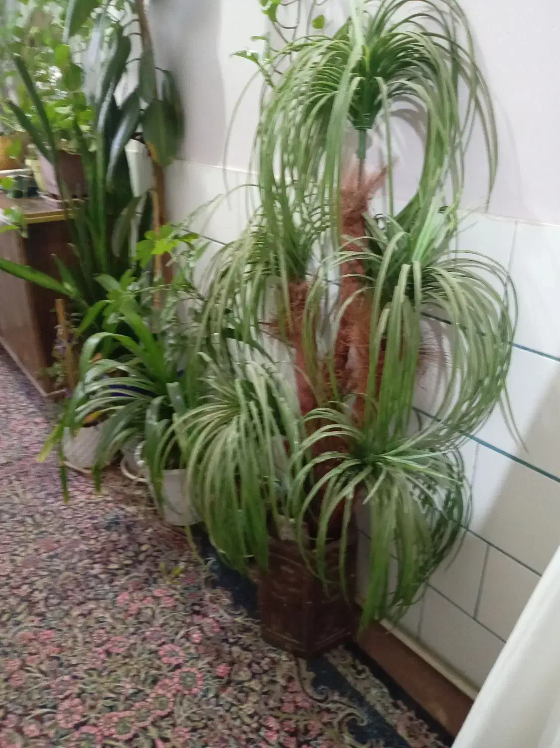 گل مصنوعی|گل مصنوعی|کرمان, |دیوار