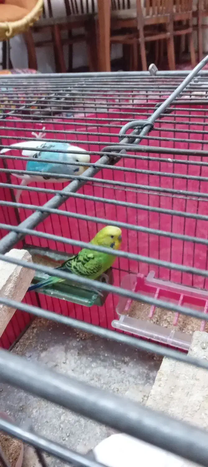 مرغ عشق|پرنده|رباط‌کریم, شهرک والفجر|دیوار