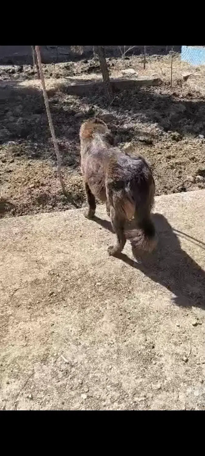 واگزاری سگ لاس قهدریجانی|سگ|اصفهان, بهارستان|دیوار